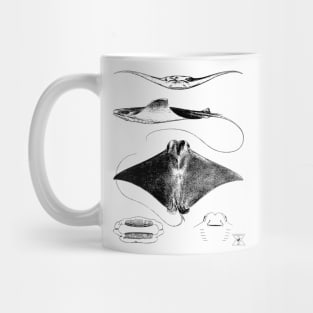 Stingray Anatomy | Sharks Ocean Sea Animal Science Mug